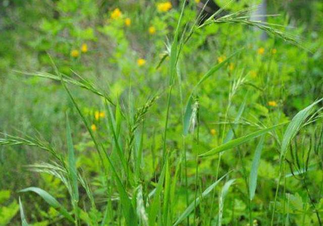 耐活堿草農(nóng)作物，要知道它的生物特性，種植起來很簡單