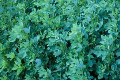 草木犀種植方法及特點(diǎn)介紹，什么時候種植比較好