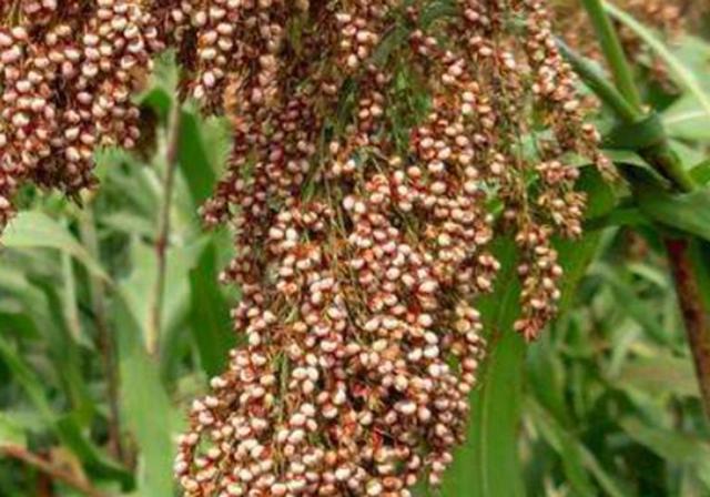 甜高梁種植技巧是什么，如何產(chǎn)量高