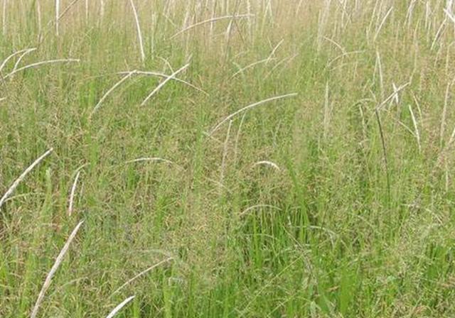 耐活堿草農(nóng)作物，要知道它的生物特性，種植起來很簡單