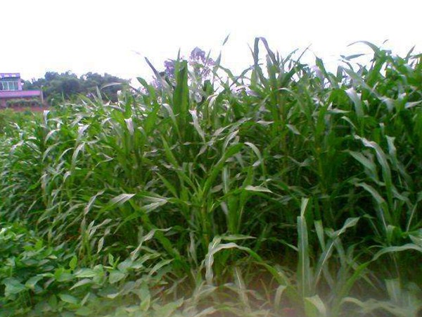 墨西哥玉米草哪些牧草種子養(yǎng)驢比較好？種植率比較高？