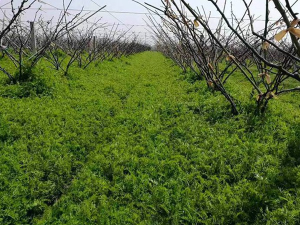 紫花苕種植技術(shù)與播種前處理方法