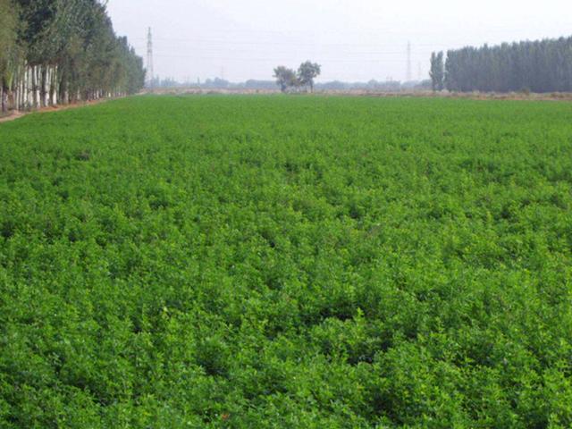 紫花苜蓿的種植技術(shù)介紹以及種植管理方法 紫花苜蓿的種植技術(shù)介紹以及種植管理方法