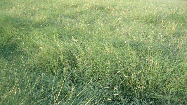 種植野牛草不僅僅要知道什么時候種植，還要知道種植后如何管理