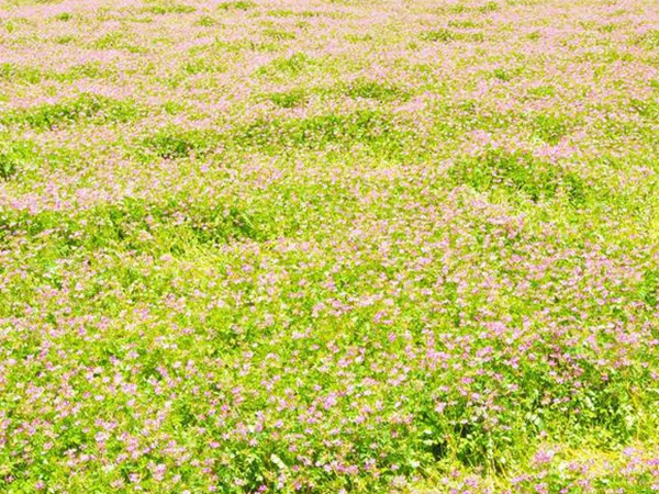 紫云英種植方法是什么？種植需要注意啥？