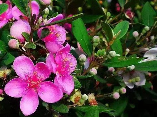 桃金娘的鑒賞與栽培養(yǎng)護 桃金娘的鑒賞與栽培養(yǎng)護
