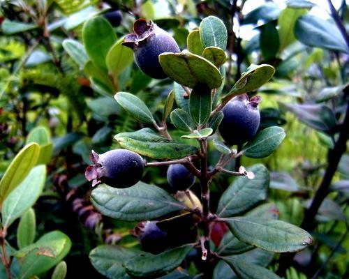 桃金娘可以人工種植嗎？桃金娘種植方法是什么？