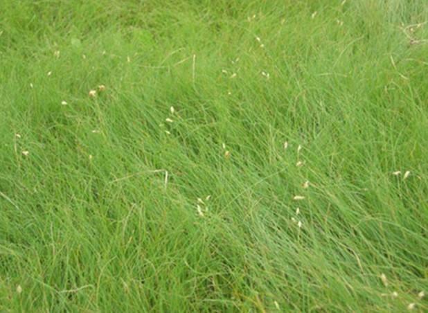 野牛草種植這幾個(gè)步驟一定要掌握好，種植就比較簡(jiǎn)單