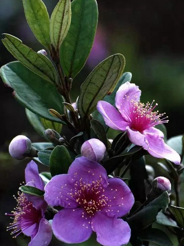 桃金娘的鑒賞與栽培養(yǎng)護 桃金娘的鑒賞與栽培養(yǎng)護