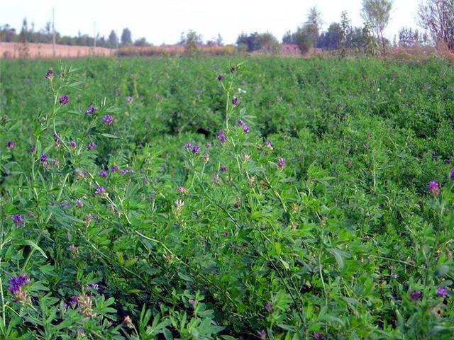 紫花苜蓿的種植技術(shù)介紹以及種植管理方法 紫花苜蓿的種植技術(shù)介紹以及種植管理方法