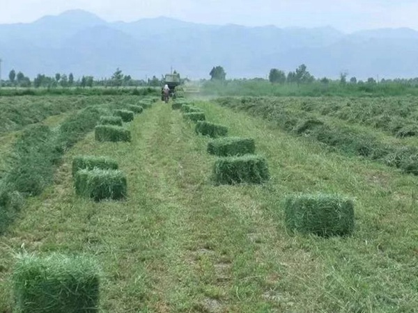 紫花苜蓿春季播種栽培技術(shù) 紫花苜蓿春季播種栽培技術(shù)