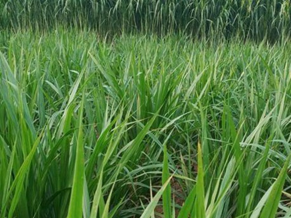 皇竹草種植經(jīng)濟(jì)效益有哪些？作用是什么？