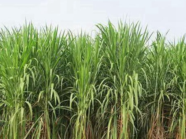 皇竹草種植經(jīng)濟(jì)效益有哪些？作用是什么？