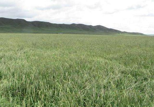 耐活堿草農(nóng)作物，要知道它的生物特性，種植起來很簡單