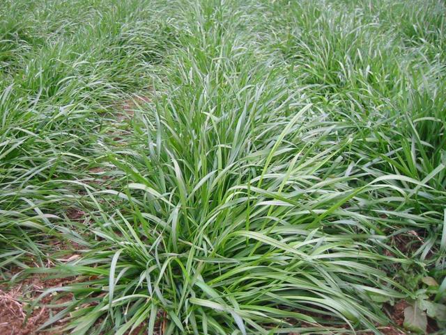 多年生黑麥草種植技術(shù)介紹與用途