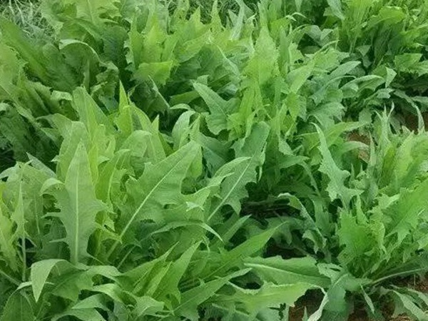 苦荬菜的栽培技術(shù)與播種方法 苦荬菜的栽培技術(shù)與播種方法
