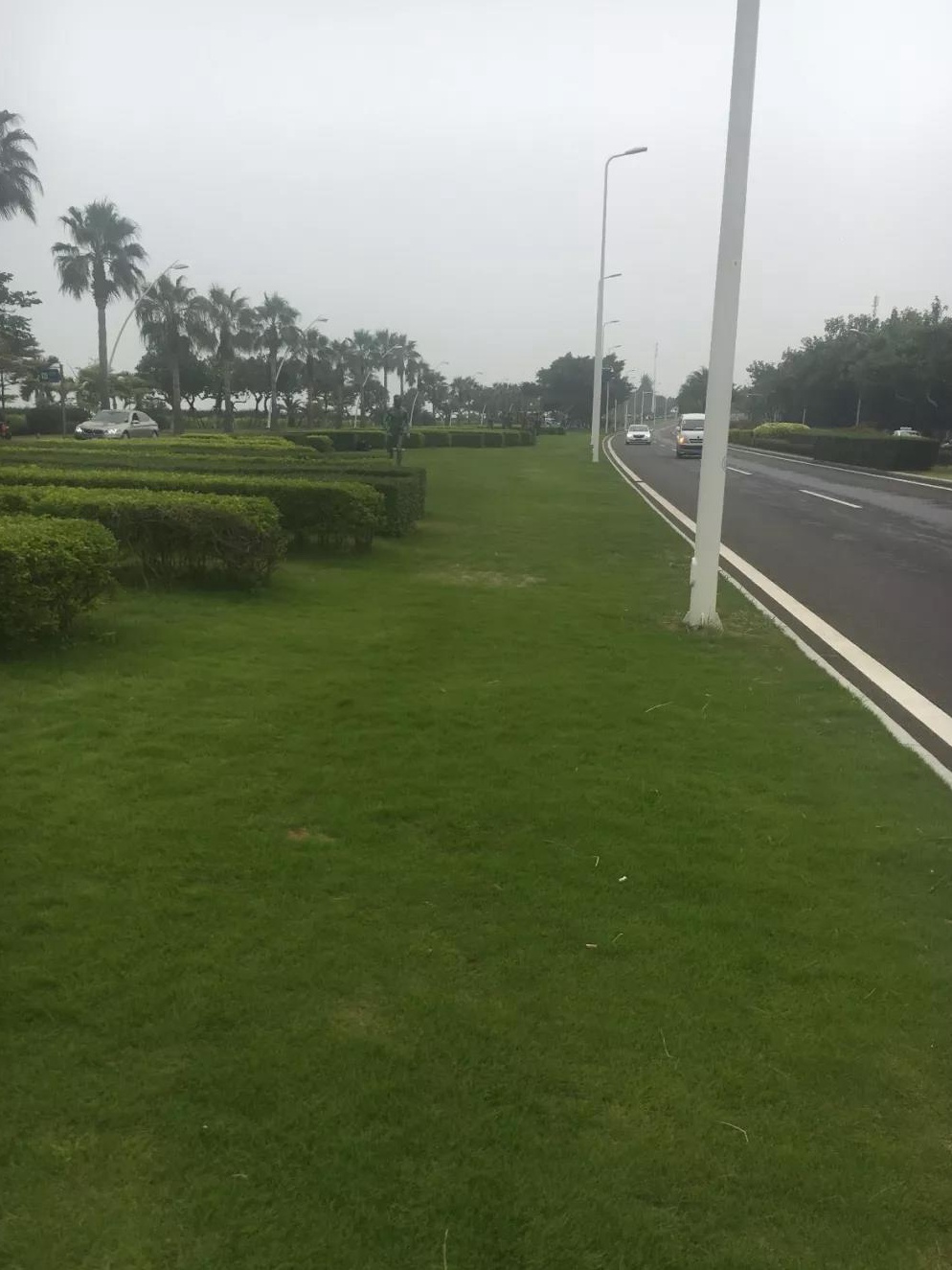 一年生黑麥草秋冬季補(bǔ)播種技術(shù)以及養(yǎng)護(hù)方法