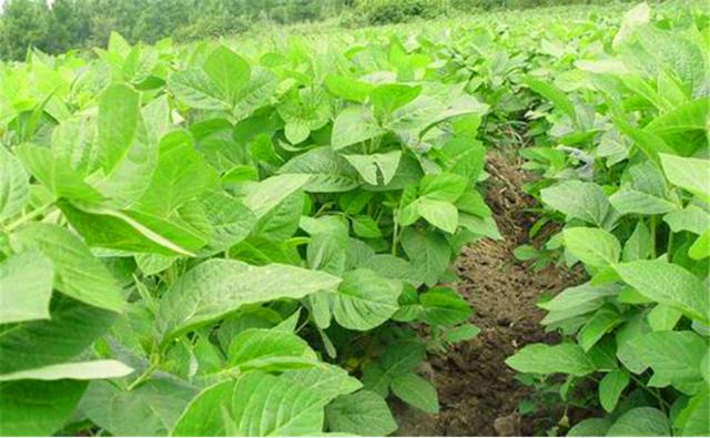 種植黑豆時(shí)，掌握技術(shù)方法產(chǎn)量能提升