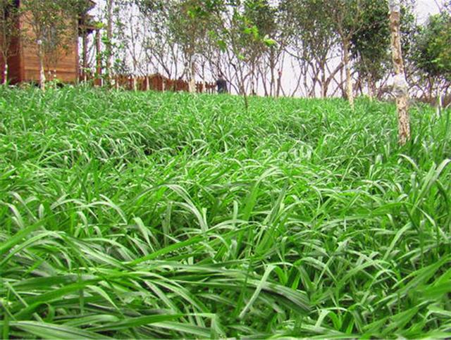 多年生黑麥草是什么？多年生黑麥草的種植方法是什么？