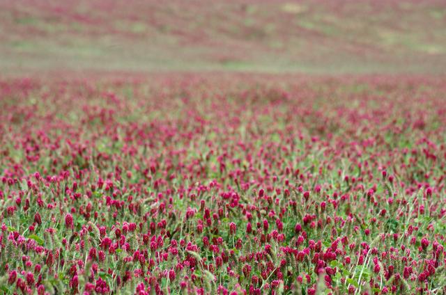 紅三葉種植技術(shù)介紹，多樣用處的三葉草