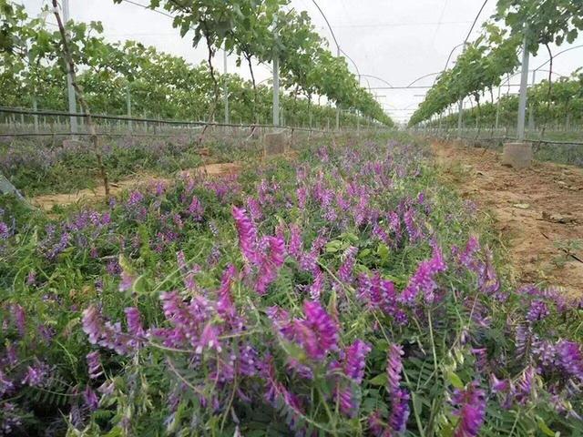毛苕子的種植技術(shù)介紹以及播種時間 毛苕子的種植技術(shù)介紹以及播種時間