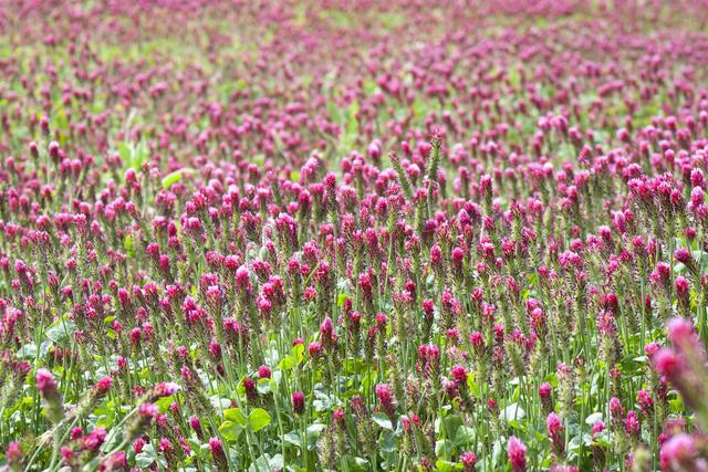 紅三葉種植技術(shù)介紹，多樣用處的三葉草