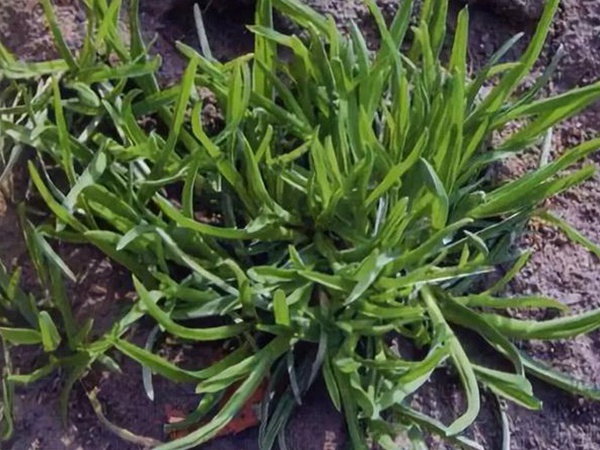 草坪種子——小麥田早熟禾怎么除？有什么方法去除？