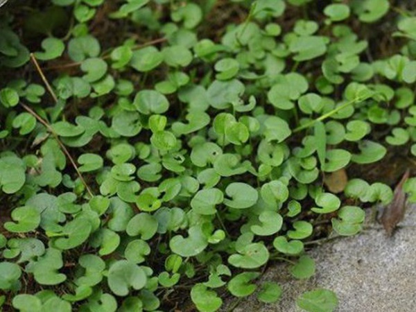園林綠化中草坪種類的分類與鑒別要點(diǎn) 園林綠化中草坪種類的分類與鑒別要點(diǎn)