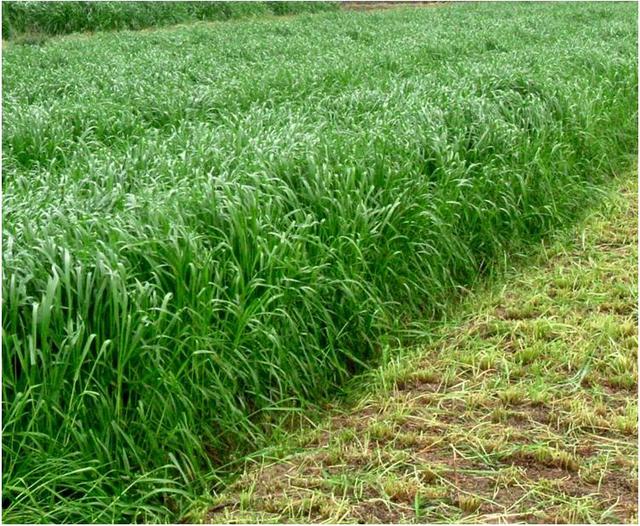 黑麥草的用途有什么？黑麥草種子用途有多少？