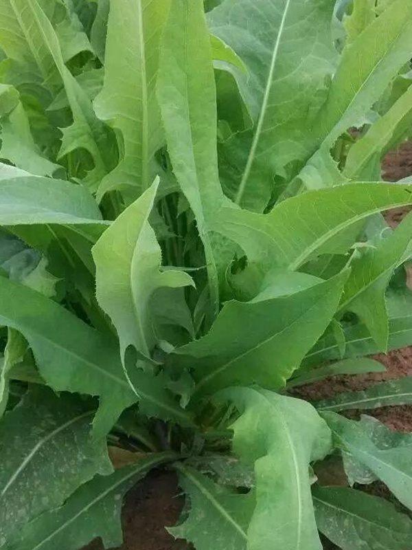 苦荬菜的栽培技術(shù)與播種方法 苦荬菜的栽培技術(shù)與播種方法