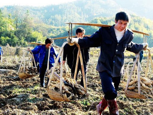 葛根扦插育苗種植的幾個步驟以及處理方法 葛根扦插育苗種植的幾個步驟以及處理方法
