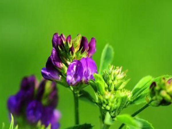 “牧草之王”紫花苜蓿怎么種植比較好，什么時候能種植比較合適？