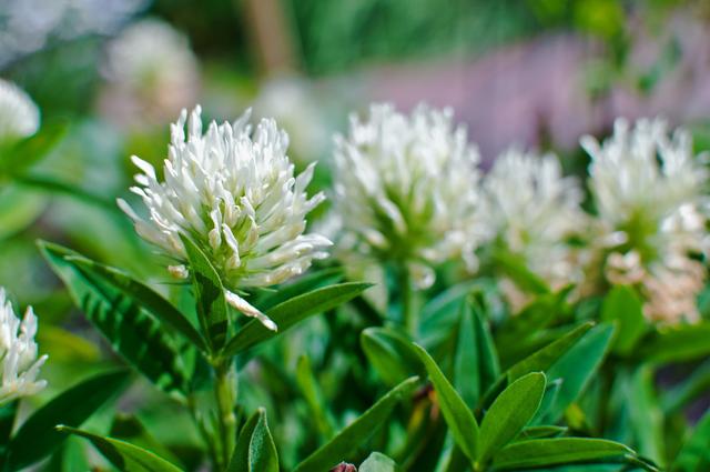 綠化草坪種子種植，白三葉的有點有哪些