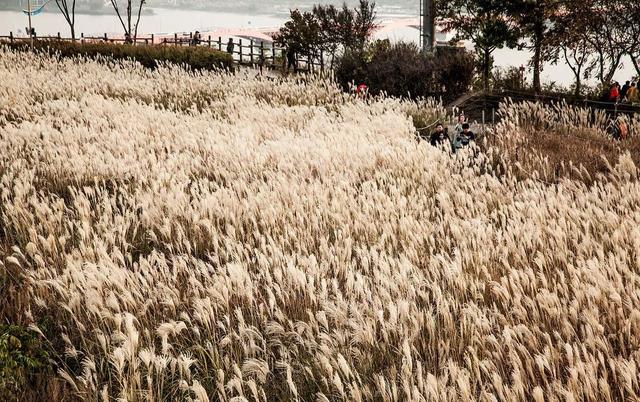 草坪有哪幾種分類你知道嗎？