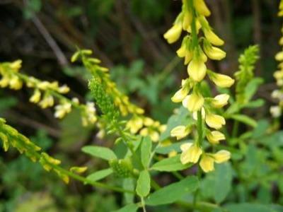 草木犀種植方法及特點(diǎn)介紹，什么時候種植比較好