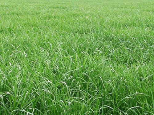 黑麥草的用途有什么？黑麥草種子用途有多少？