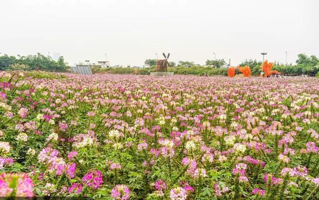 草坪有哪幾種分類你知道嗎？
