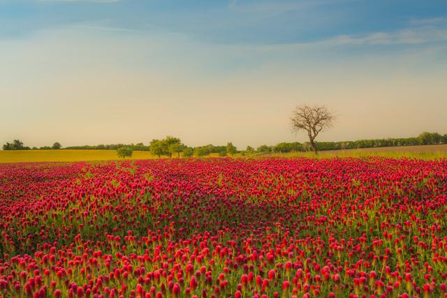 紅三葉種植技術(shù)介紹，多樣用處的三葉草