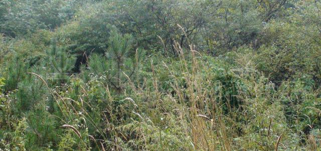 想種植披堿草，又不知道種植方法，這有幾個(gè)方法