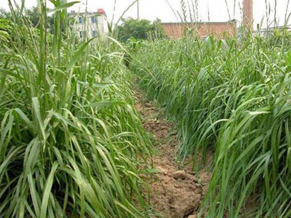 墨西哥玉米草種子哪家公司有賣？育苗方法是什么？