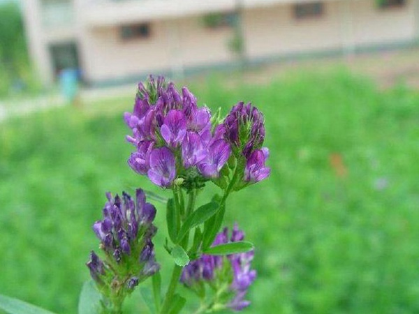 “牧草之王”紫花苜蓿怎么種植比較好，什么時候能種植比較合適？