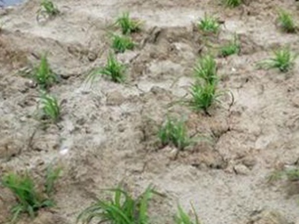 墨西哥玉米草出苗成活率是什么原因，怎么樣提高成活率？