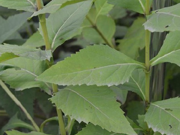 牧草種子介紹丨串葉松香草形態(tài)特征以及主要價(jià)值 牧草種子介紹丨串葉松香草形態(tài)特征以及主要價(jià)值
