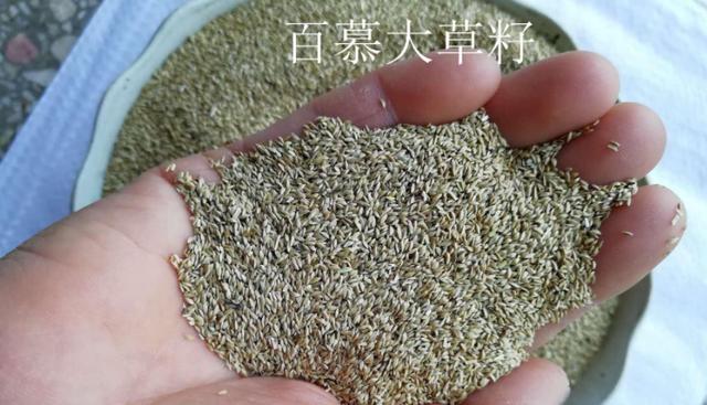 百慕大草坪經(jīng)濟價值以及播種管理技術(shù) 百慕大草坪經(jīng)濟價值以及播種管理技術(shù)