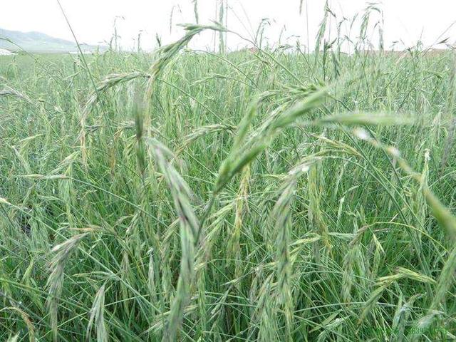 想種植披堿草，又不知道種植方法，這有幾個(gè)方法