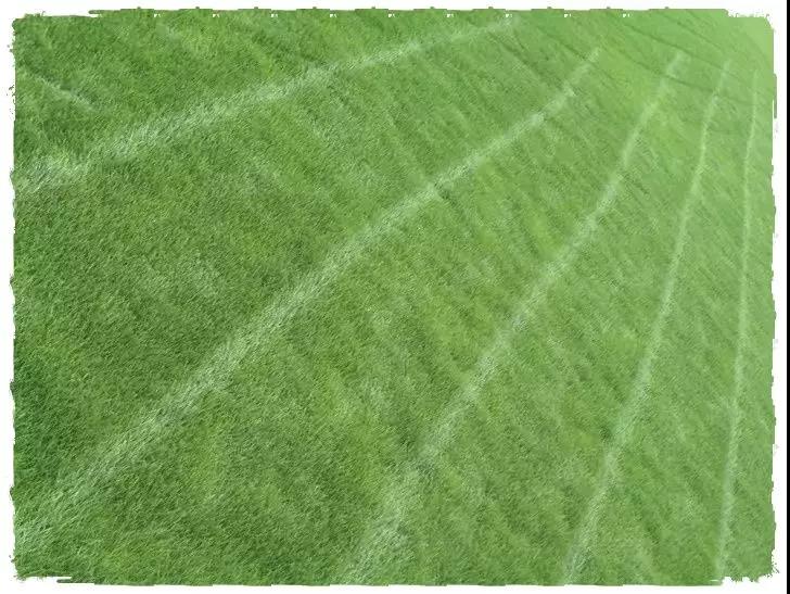 一年生黑麥草基本介紹，和多年生黑麥草有什么區(qū)別