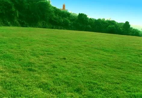 草坪如何才能美如畫(huà)，需要這幾個(gè)步驟