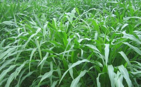 墨西哥玉米草有這些優(yōu)勢，你懂嗎