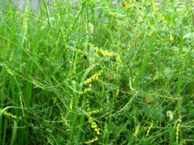 草木犀種植方法及特點(diǎn)介紹，什么時候種植比較好