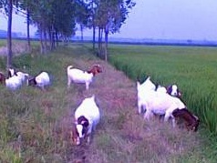 容易種植的牧草——黑麥草牧草種子 容易種植的牧草——黑麥草牧草種子